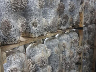 Грибные блоки (грибницы) вешенки.