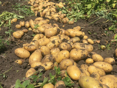 Королева Анна, Коломбо 2 репродукция посевной картофель