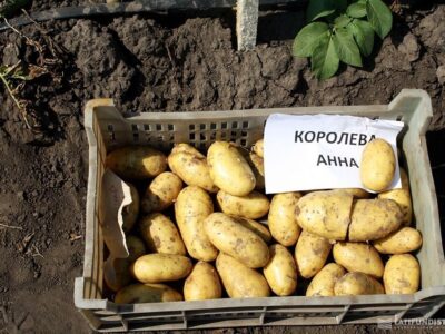 Королева Анна, Коломбо 2 репродукция посевной картофель