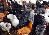 Куры несушки молодки Ломан Браун, Доминант, Хайсекс Уайт