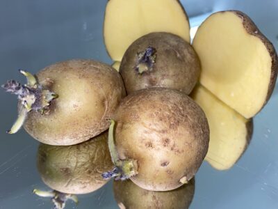Семенной картофель сорт Агата