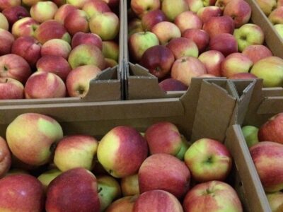Продажа яблок оптом