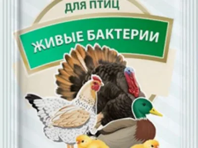 Живые бактерии для птиц