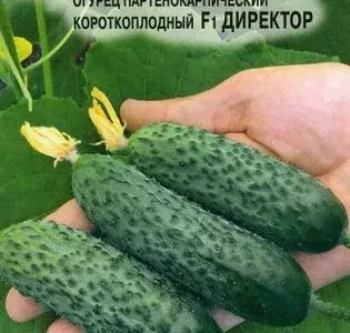 Огурец Директор F1, семена