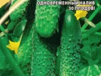 Семена Огурец Кураж F1