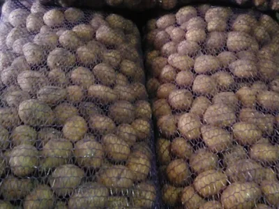 Картошка большой сеткой, сорт Гала.